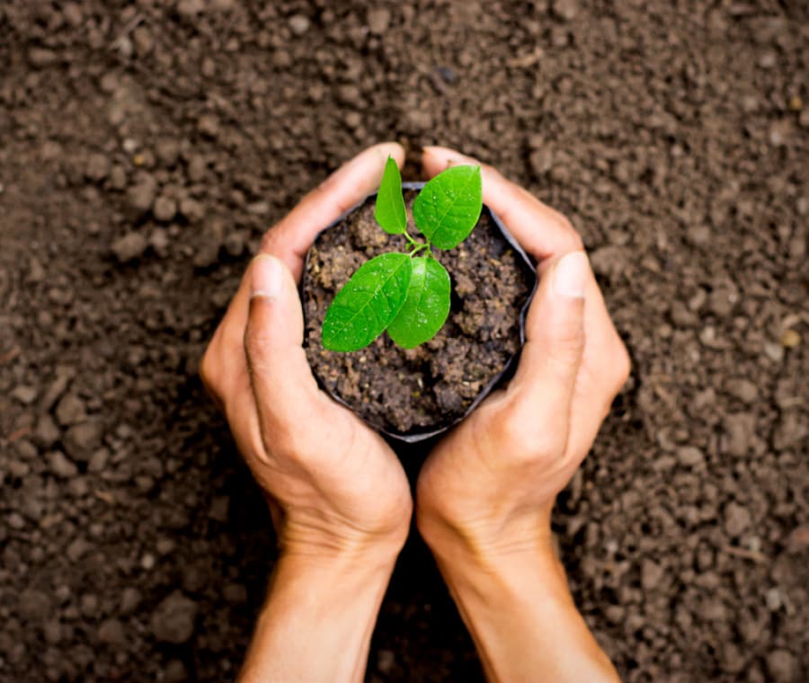 associazioni-per-piantare-alberi_900x760